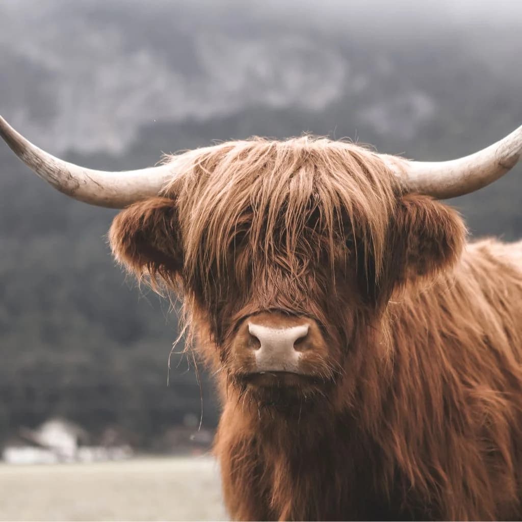 Highland cow — a symbol of Crave PR's roots in food and agriculture